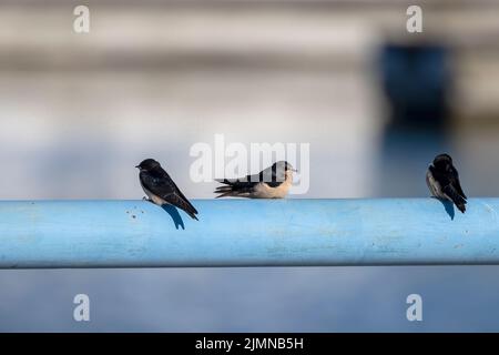 Die Schwalbe (Hirundo rustica) ernährt die Jungen Stockfoto