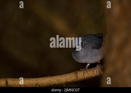 Männlicher blauer Buchfink von Gran Canaria Fringilla polatzeki. Der Nublo Rural Park. Tejeda. Gran Canaria. Kanarische Inseln. Spanien. Stockfoto