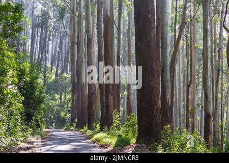 Eukalyptus Stockfoto