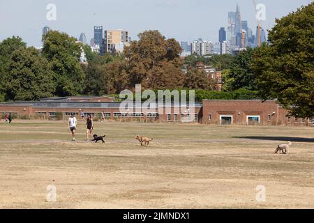 London, Großbritannien, 7. August 2022: Der Brockwell Park im Süden Londons mit Blick auf Wolkenkratzer in der Stadt ist fast vollständig braun, da Gras im letzten Monat fast ohne Niederschläge verendet ist. Da die Dürre Südostengland trifft, gibt es Bedenken hinsichtlich der Gefahr von Stadtbränden und fordert Wasserunternehmen auf, Rohrleitungsverbote zu verhängen, um ökologische Schäden an Wildtieren in Flüssen mit außergewöhnlich niedrigem Fluss zu verhindern. Anna Watson/Alamy Live News Stockfoto