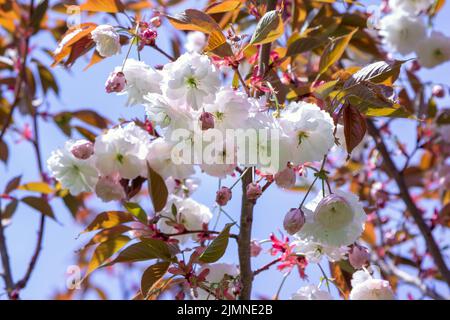 Wunderschöne weiße Sakura-Blüten auf einem Baum, der im Garten wächst Stockfoto