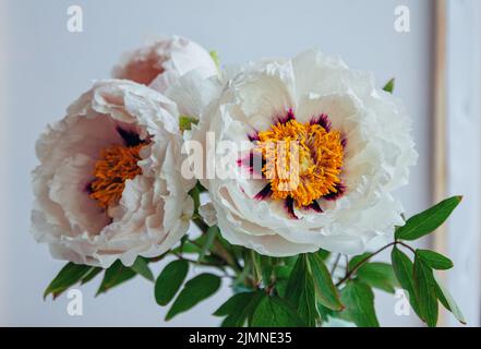 Schöne weiße Pfingstrose Suffruticosa oder Baum Pfingstrosen Blumen Bouquet mit Wassertropfen auf Blütenblättern auf weißem Hintergrund Stockfoto
