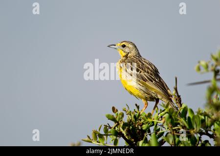 Gelb-throated Longclaw (Macronyx Croceus) Stockfoto