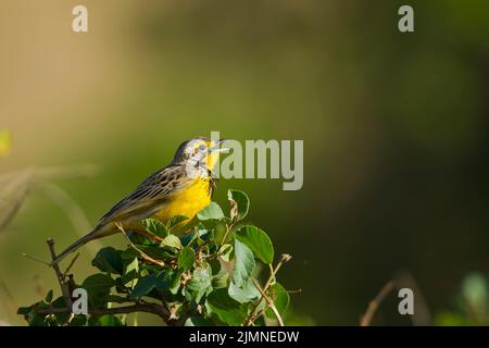 Gelb-throated Longclaw (Macronyx Croceus) Stockfoto