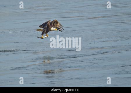 Weißkopfadler (Haliaeetus leucocephalus) im Flug tief über Wasser mit gefangenem Fisch aus dem Susquehana River Stockfoto