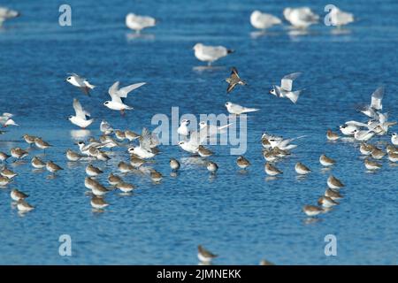 Forsters Terns (Sterna forsteri) landen in einer Herde von Dunlin (Calidris alpina), die in flachem Wasser steht Stockfoto