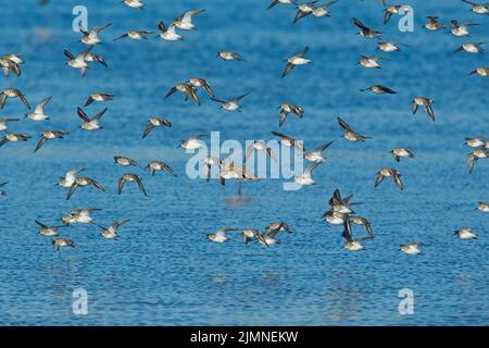 Dunlin (Calidris alpina) scharen sich im Flug über Wasser Stockfoto