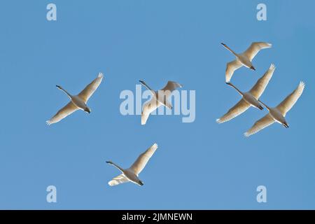 Schneegänse (Chen caerulescens) fliegen über uns Stockfoto