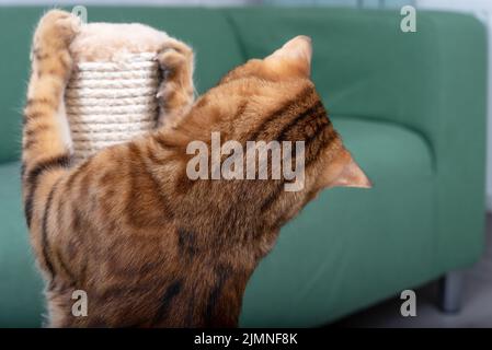 Bengalkatze schärft ihre Krallen auf einem Kratzbaum Stockfoto