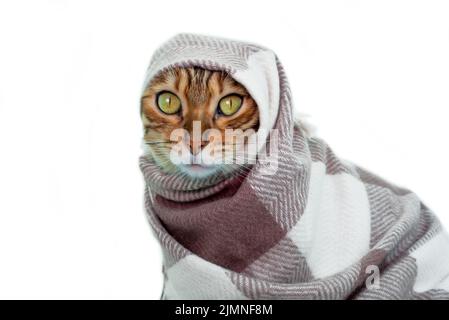 Katze in Kleidung, Bengalkatze in einem warmen karierten Schal auf weißem Hintergrund Stockfoto