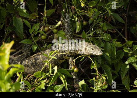 Afrikas größte Eidechse, der Nil oder Water Monitor, kann bis zu 2 Meter lang werden. Dieser Junge wärmt seinen kaltblütigen Körper im Sonnenschein Stockfoto