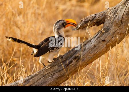 Ostgelber Hornbill (Tockus flavirostris) thront auf einem toten Ast Stockfoto