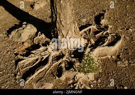 Pflanze Lobularia canariensis zwischen den Wurzeln einer Kanarienkiefer Pinus canariensis. Der Nublo Rural Park. Gran Canaria. Kanarische Inseln. Spanien. Stockfoto