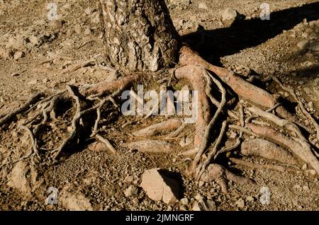 Stamm und Wurzeln der Kanarienkiefer Pinus canariensis. Der Nublo Rural Park. Tejeda. Gran Canaria. Kanarische Inseln. Spanien. Stockfoto