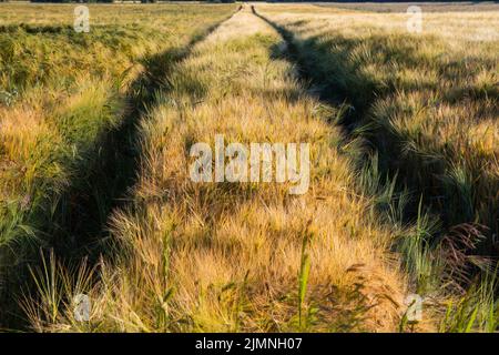 Spuren im Getreide nach landwirtschaftlichen Maschinen nach landwirtschaftlichen Operationen. Sommer. Stockfoto