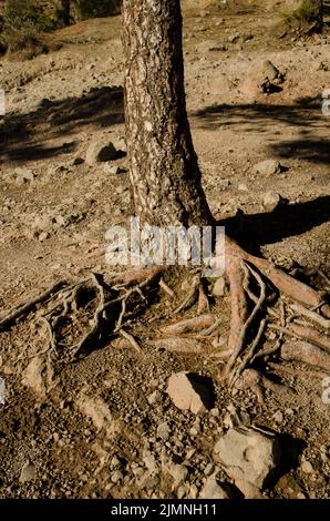 Stamm und Wurzeln der Kanarienkiefer Pinus canariensis. Der Nublo Rural Park. Tejeda. Gran Canaria. Kanarische Inseln. Spanien. Stockfoto