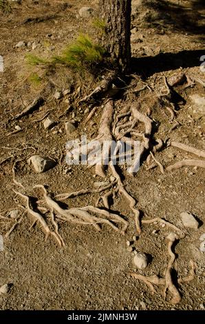 Stamm und Wurzeln der Kanarienkiefer Pinus canariensis. Der Nublo Rural Park. Tejeda. Gran Canaria. Kanarische Inseln. Spanien. Stockfoto