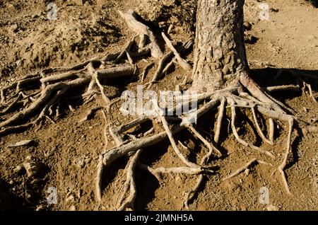 Stamm und Wurzeln der Kanarienkiefer Pinus canariensis. Der Nublo Rural Park. Tejeda. Gran Canaria. Kanarische Inseln. Spanien. Stockfoto