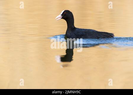 Ein Russ im Park, Ziegeleipark Heilbronn, Deutschland, Europa Stockfoto