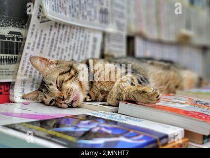 Nahaufnahme einer Katze, die nach dem Lesen ein Nickerchen schläft Stockfoto