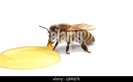 Bee trinkt Honig auf weißem Hintergrund aus der Nahaufnahme. Stockfoto