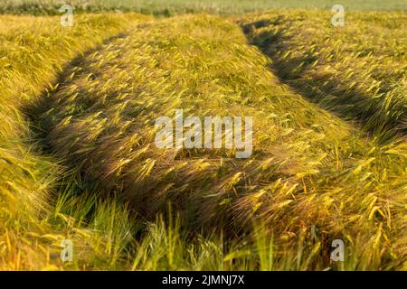 Spuren im Getreide nach landwirtschaftlichen Maschinen nach landwirtschaftlichen Operationen. Sommer. Stockfoto