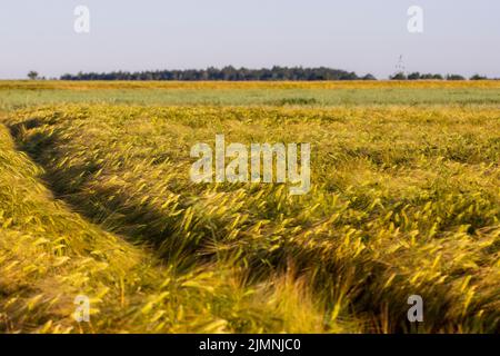 Spuren im Getreide nach landwirtschaftlichen Maschinen nach landwirtschaftlichen Operationen. Sommer. Stockfoto