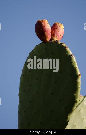 Früchte und Paddel von Opuntia maxima. Cueva Grande. San Mateo. Gran Canaria. Kanarische Inseln. Spanien. Stockfoto