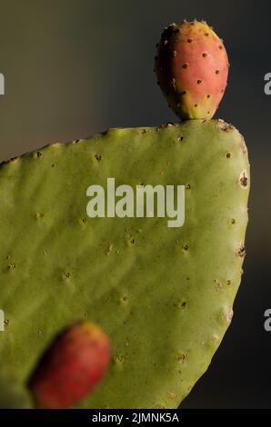 Früchte und Paddel von Opuntia maxima. La Chapa. San Mateo. Gran Canaria. Kanarische Inseln. Spanien. Stockfoto