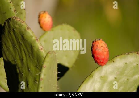 Früchte und Paddel von Opuntia maxima. La Chapa. San Mateo. Gran Canaria. Kanarische Inseln. Spanien. Stockfoto