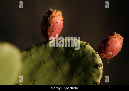 Früchte und Paddel von Opuntia maxima. La Chapa. San Mateo. Gran Canaria. Kanarische Inseln. Spanien. Stockfoto