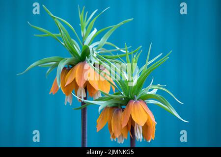 Fritillaria imperialis, Krone kaiserlich, Fritillary oder kaiser Krone, ist eine Art der blühenden Pflanze in der Familie der Lilie. Fritilla Stockfoto