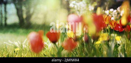 Tulpen Naturkonzept, Licht und Farben Stockfoto