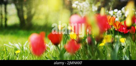 Tulpen Naturkonzept, Licht und Farben Stockfoto