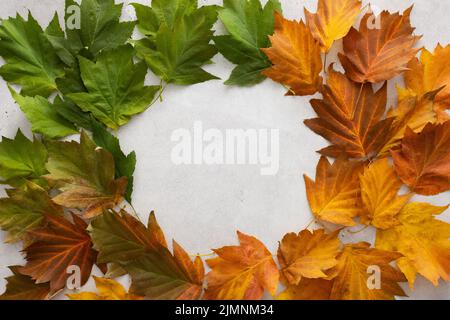 Herbsthintergrund mit Ahornblättern in drei Farben, grün, rot und gelb, runder Rahmen aus gefallenen Blättern, der Übergang von Sommer zu Herbst Stockfoto
