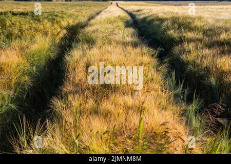 Spuren im Getreide nach landwirtschaftlichen Maschinen nach landwirtschaftlichen Operationen. Sommer. Stockfoto