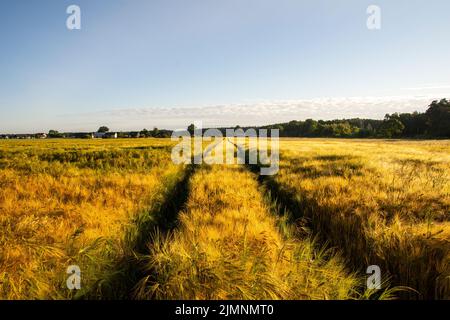 Spuren im Getreide nach landwirtschaftlichen Maschinen nach landwirtschaftlichen Operationen. Sommer. Stockfoto