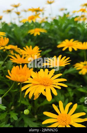 Eine vertikale Nahaufnahme von goldenen Margueriten in einem Garten Stockfoto