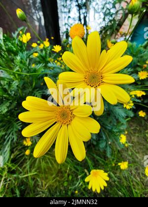 Eine vertikale Nahaufnahme von goldenen Margueriten in einem Garten Stockfoto