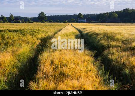 Spuren im Getreide nach landwirtschaftlichen Maschinen nach landwirtschaftlichen Operationen. Sommer. Stockfoto