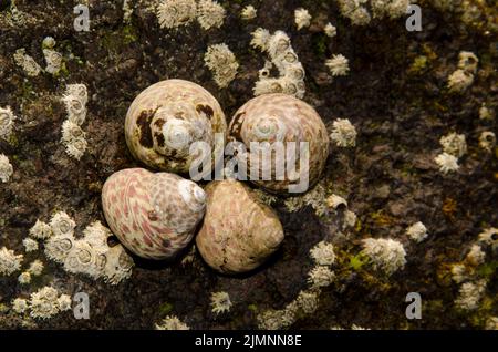 Seeschnecken Phorcus atratus und die Stellatschnecken von poli Chthamalus stellatus. Sardina del Norte. Galdar. Gran Canaria. Kanarische Inseln. Spanien. Stockfoto