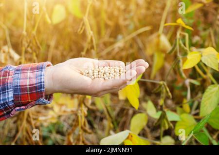 Reife Sojabohnen in menschlicher Hand mit trockenen Schoten im Hintergrund Abend Sonnenuntergang Sommerzeit Stockfoto