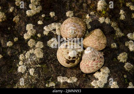 Seeschnecken Phorcus atratus und die Stellatschnecken von poli Chthamalus stellatus. Sardina del Norte. Galdar. Gran Canaria. Kanarische Inseln. Spanien. Stockfoto