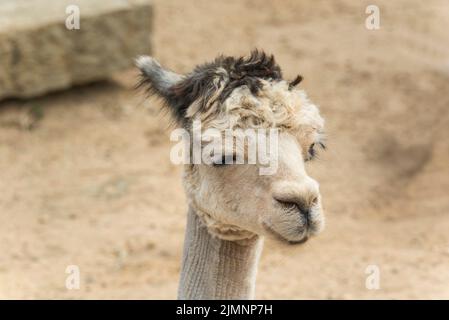 Ein weißer Alpaka auf einer Farm in Eichenholz blufft Massachusetts auf Martha's Vineyard an sonnigen Tagen. Stockfoto