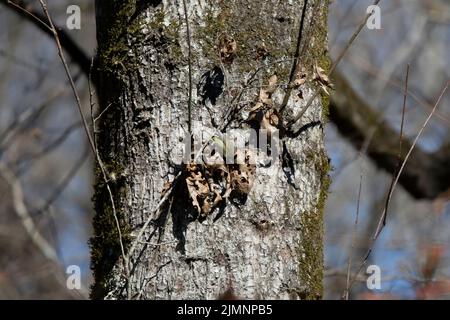 Orangebratenen Waldsänger (Vermivora celata), der in getrockneten Blättern einen Snack zu sich nehmen kann Stockfoto