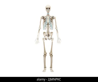 3D medizinisch akkurate Darstellung eines menschlichen Skeletts. Stockfoto