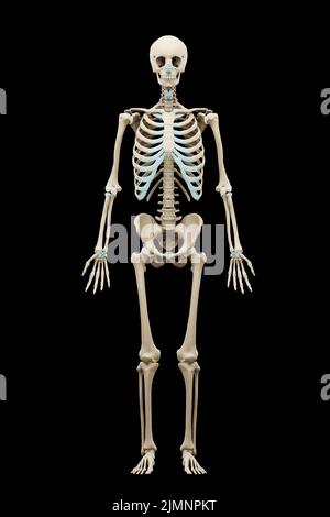 3D medizinisch akkurate Darstellung eines menschlichen Skeletts. Stockfoto