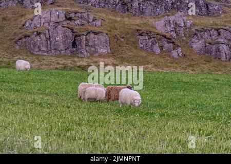 Glückliche Schafe in den Bergen Islands Stockfoto