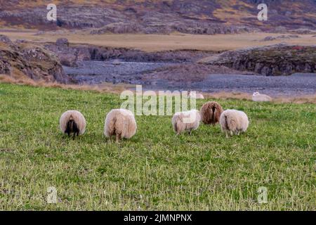 Glückliche Schafe in den Bergen Islands Stockfoto