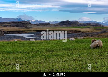 Glückliche Schafe in den Bergen Islands Stockfoto